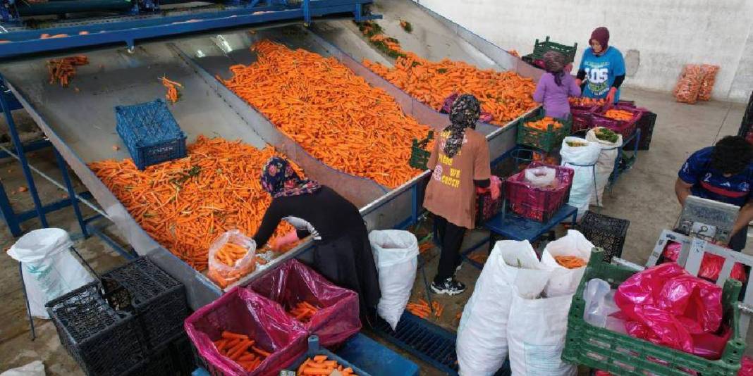 80 bin dekarda üretiliyor,%90'ı kadın emeğinden oluşuyor! Türkiye’nin ihtiyacı bu şehirden karşılanıyor 5